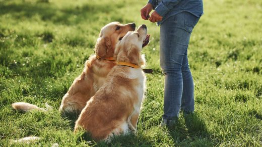 Animal-Angels-Monthly-In-Service-Training