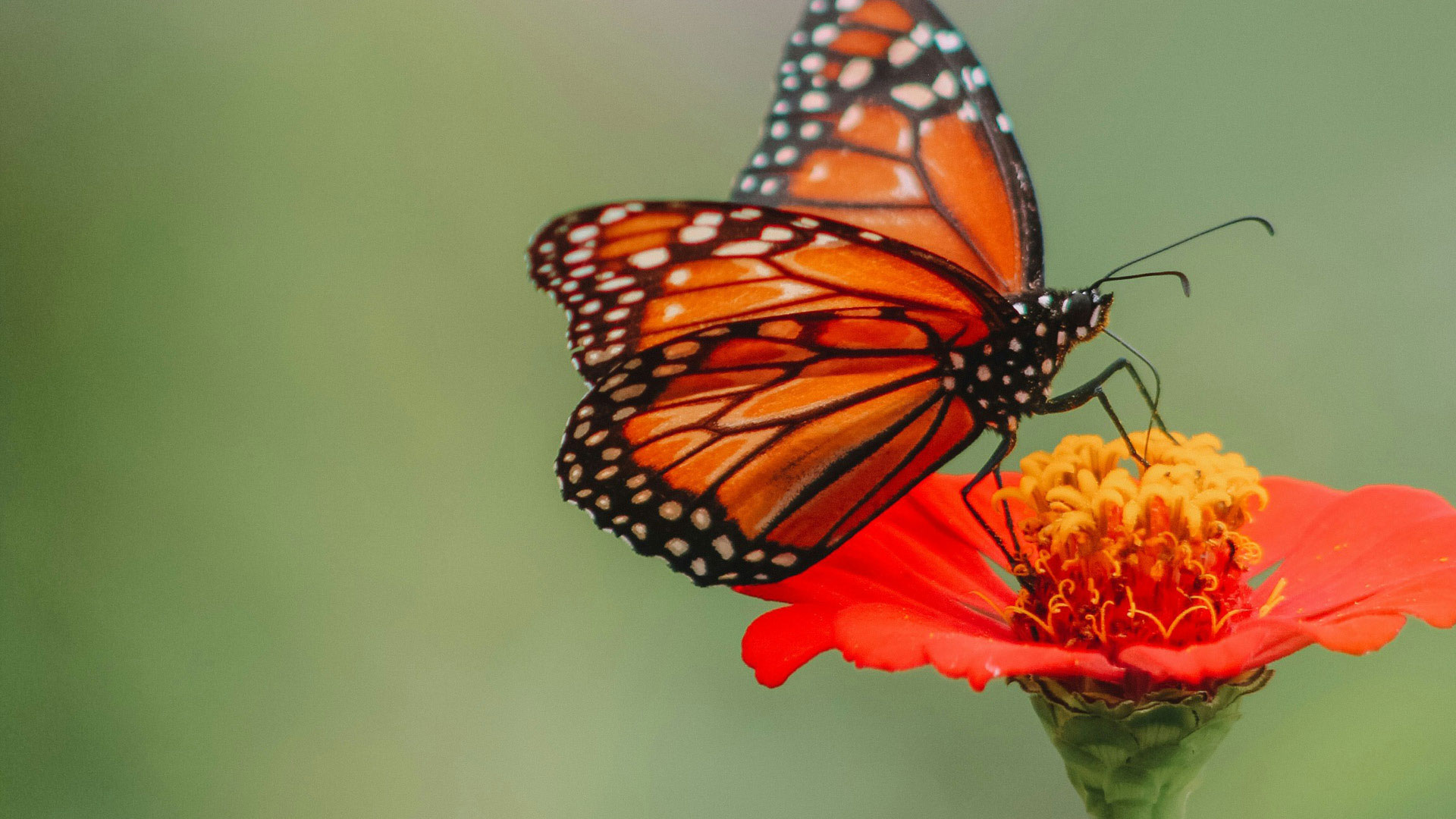 Monarch butterfly perched on a bright orange-red flower with a blurred green background, side view.
